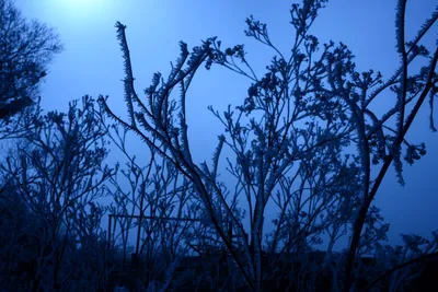 DSC_0976 (Large).JPG